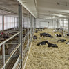 New Holstein Barn Interior, East Huron