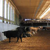 Cattle Barn